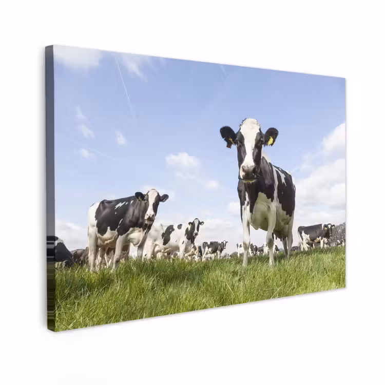 Buiten canvas - Koeien in de weide onder een heldere lucht — 1