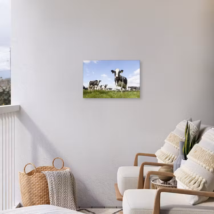 Buiten canvas - Koeien in de weide onder een heldere lucht — 4