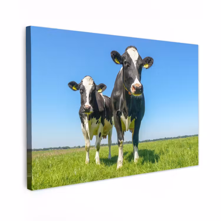 Buiten canvas - Koeien op een zonnige dag in de wei — 1