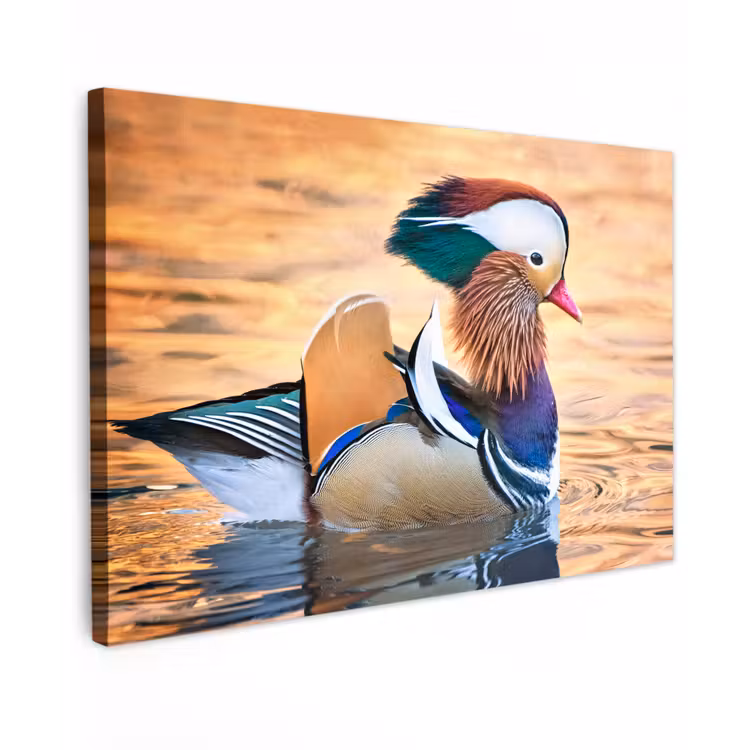 Buiten canvas - Close-up mandarijneend — 1