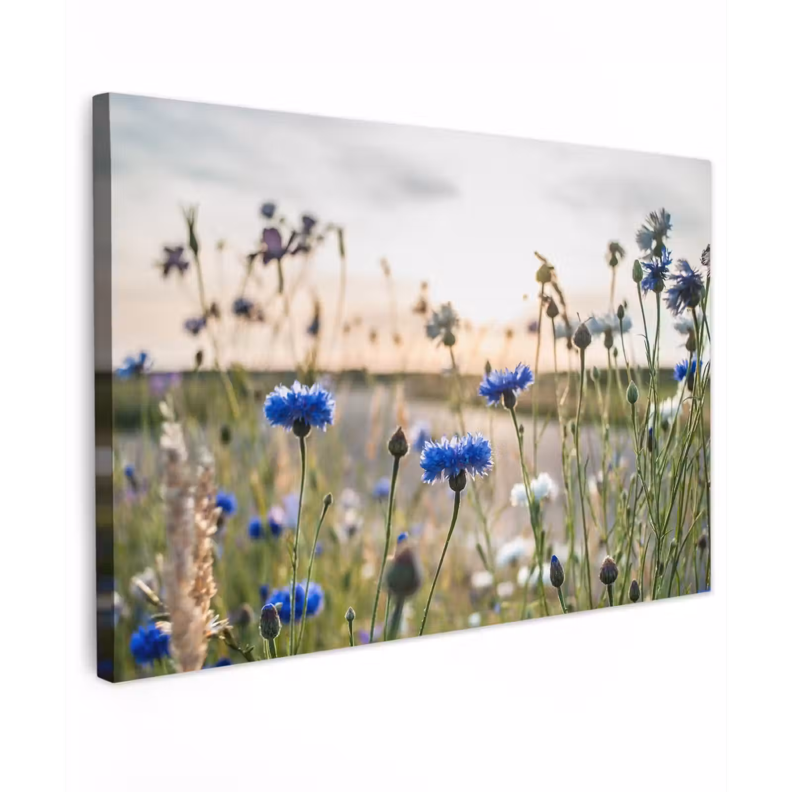 Buiten canvas - Korenbloemen in het avondlicht — 1