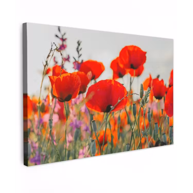 Buiten canvas - Bloeipracht van Klaprozen — 1
