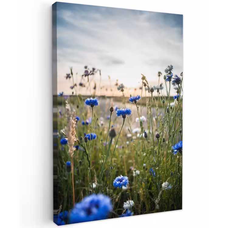 Buiten canvas - Korenbloemen bij zonsondergang — 1