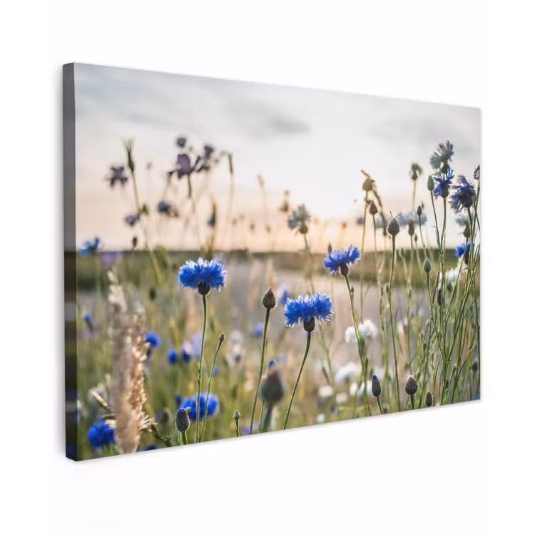 Buiten canvas - Korenbloemen in het avondlicht — 1