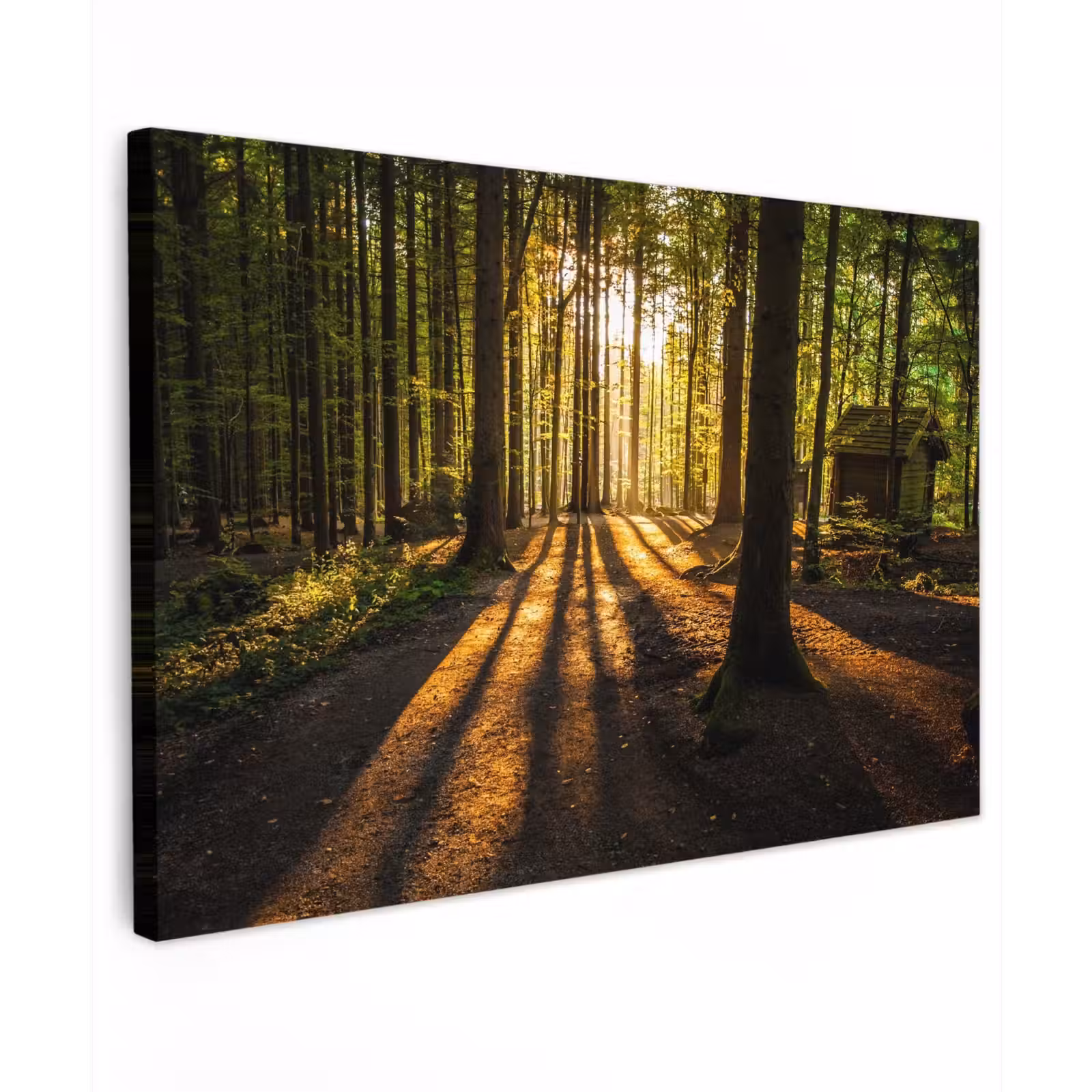 Buiten canvas - Avondlicht in het bos — 1
