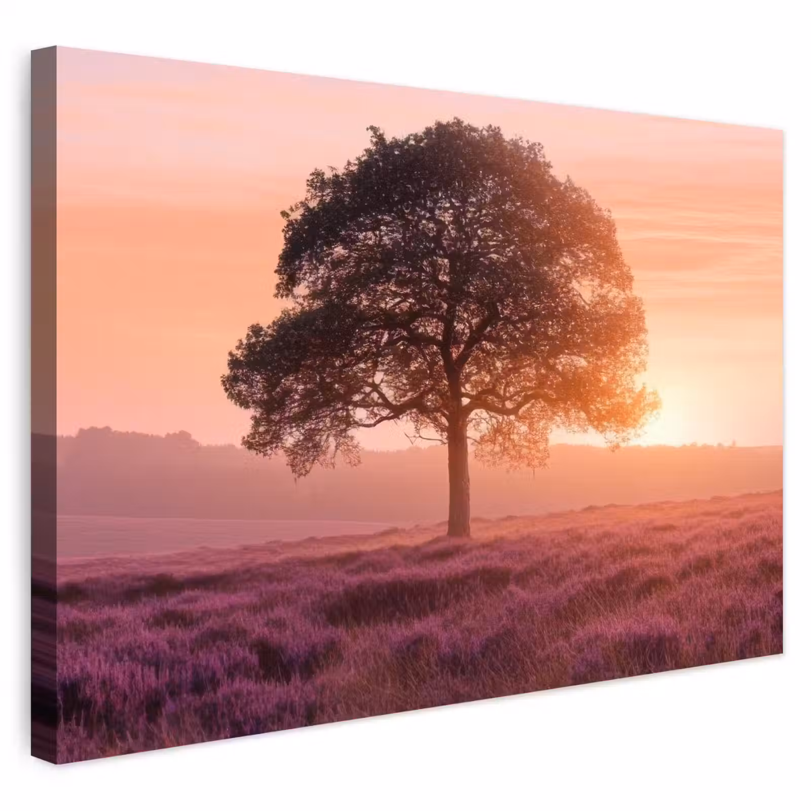 Buiten canvas - Boom - Heide - Zonsopgang — 1