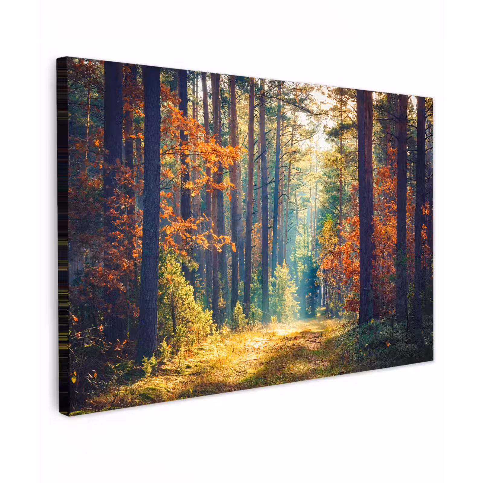Buiten canvas - Bos - Zon - Natuur - Herfst — 1