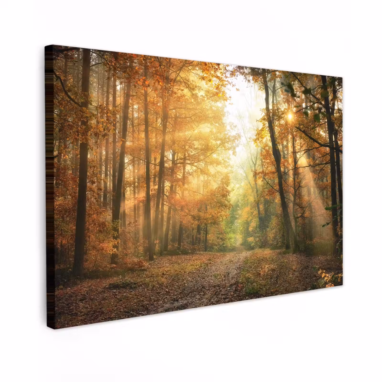Buiten canvas - Herfstbos in gouden zonlicht — 1