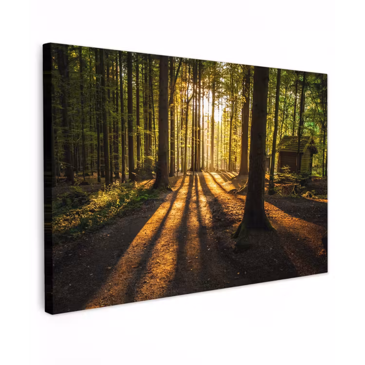 Buiten canvas - Avondlicht in het bos — 1