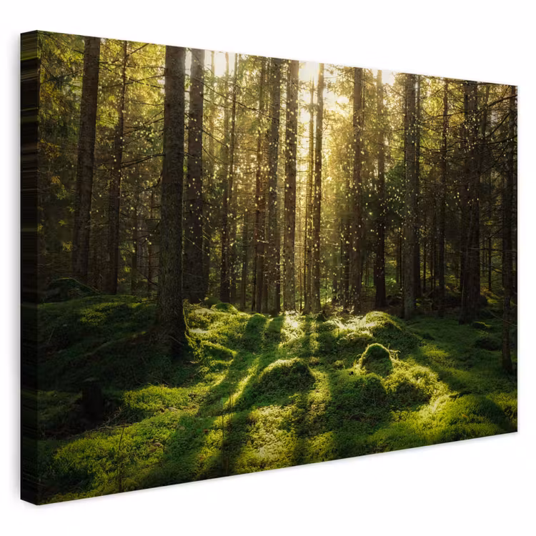 Buiten canvas - Bomen - Bos - Mos - Planten - Zon - Natuur — 1
