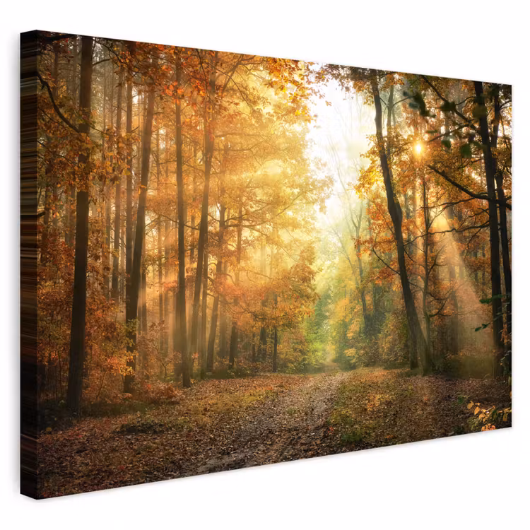Buiten canvas - Bos - Herfst - Zon - Landschap - Natuur - Bomen - Bladeren — 1