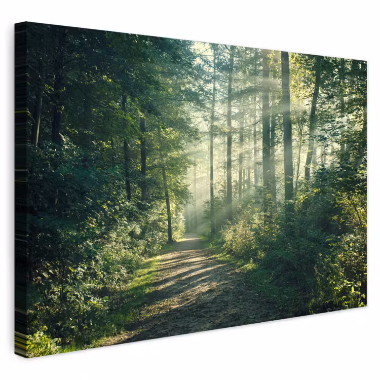 Buiten canvas - Bos - Pad - Zon - Bomen - Groen - Natuur — 1