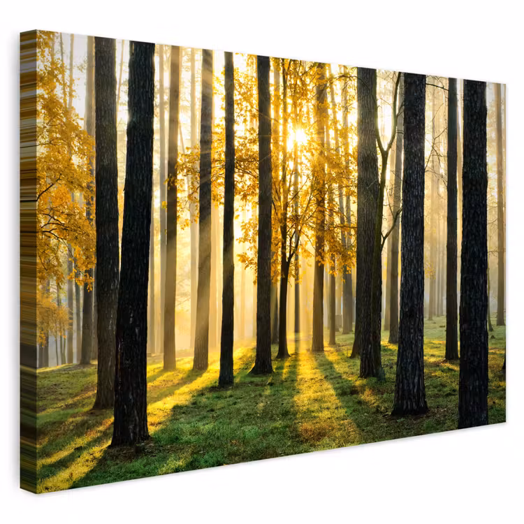 Buiten canvas - Bos - Zon - Bomen - Gras - Landschap - Natuur — 1