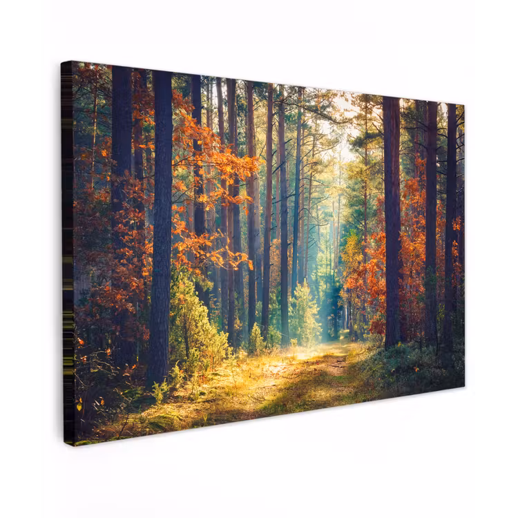 Buiten canvas - Bos - Zon - Natuur - Herfst — 1