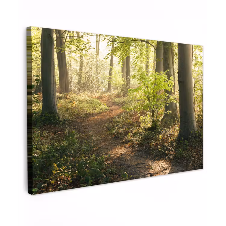 Buiten canvas - Bospad bij zonsopgang — 1