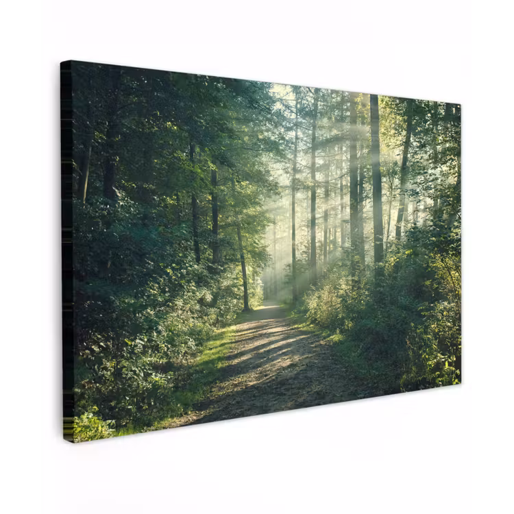 Buiten canvas - Bosweg in ochtendlicht — 1