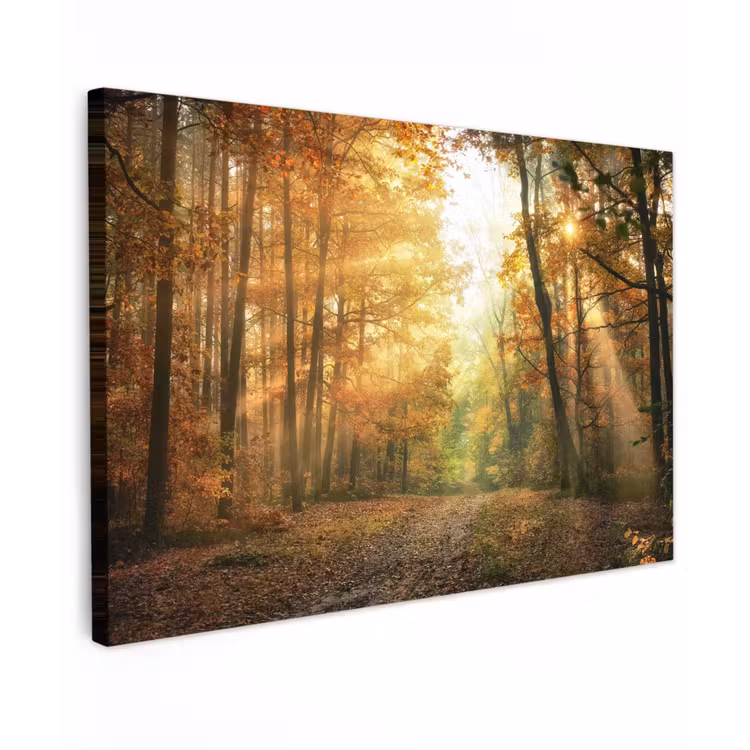Buiten canvas - Herfstbos in gouden zonlicht — 1