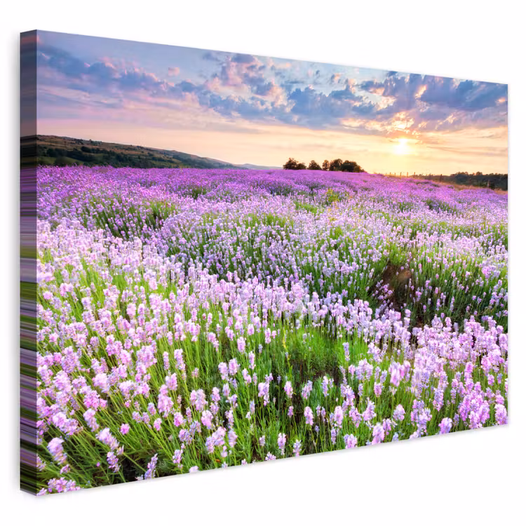 Buiten canvas - Lavendel - Bloemen - Zonsondergang - Paars - Weide — 1