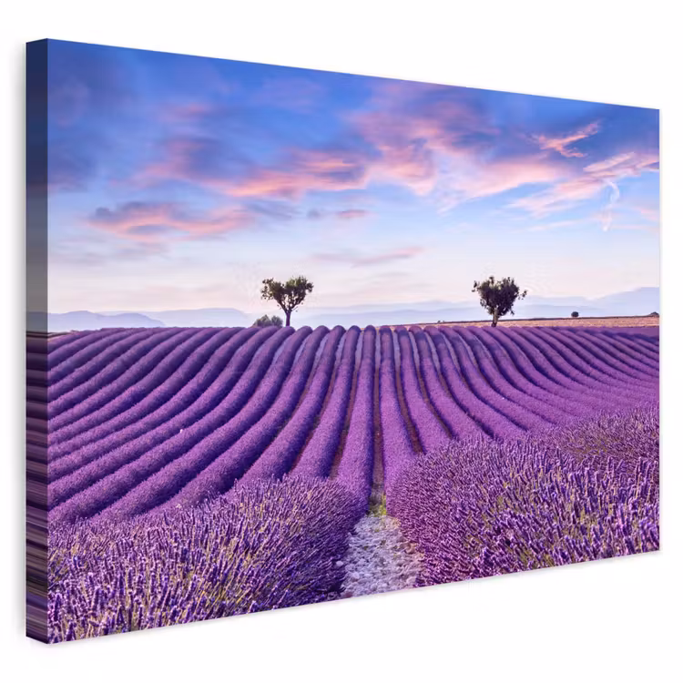Buiten canvas - Lavendel - Natuur - Paars - Bomen - Bloemen — 1