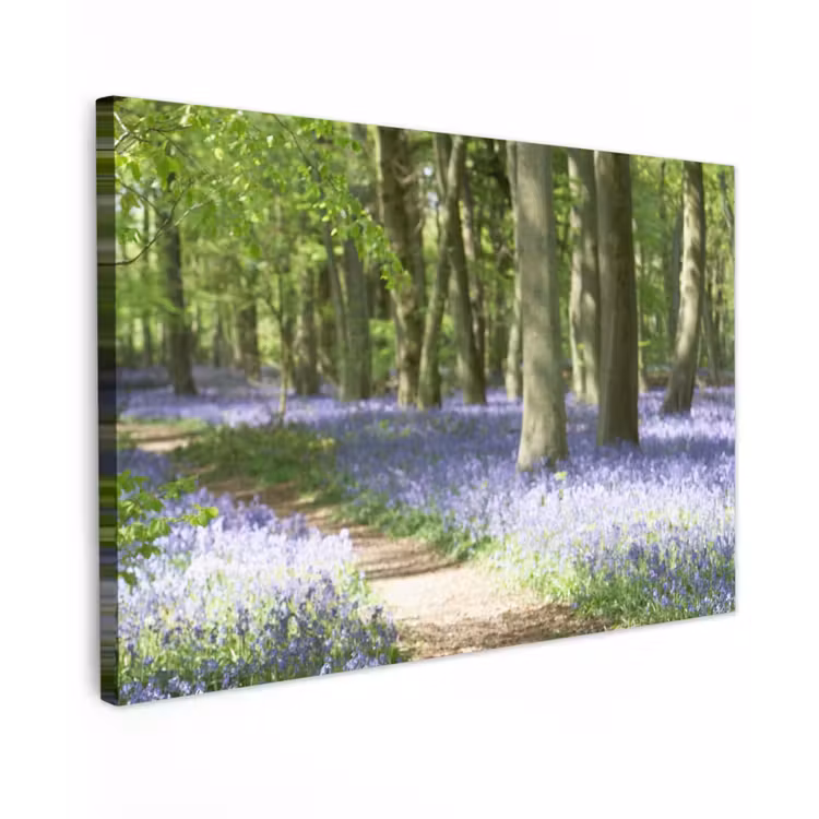 Buiten canvas - Lente bos met blauwe bloemen — 1