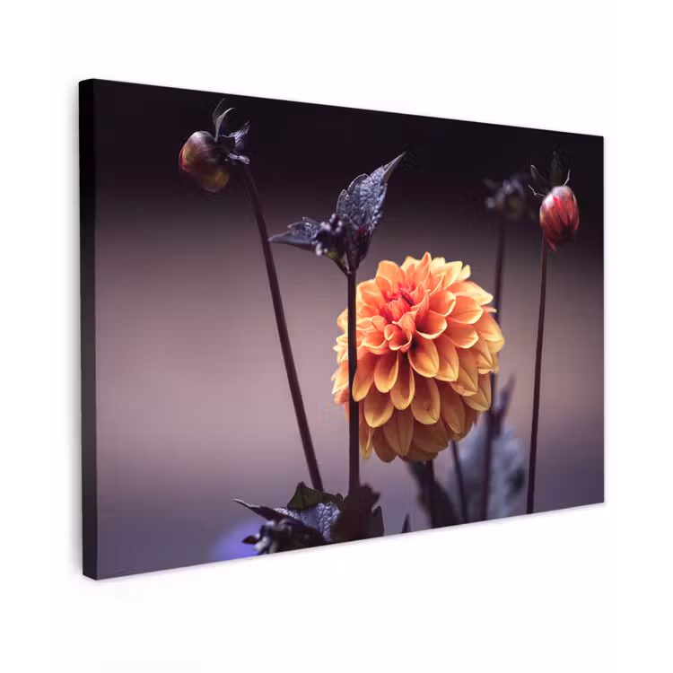 Buiten canvas - Bloemen - Chrysant - Macro - Planten — 1
