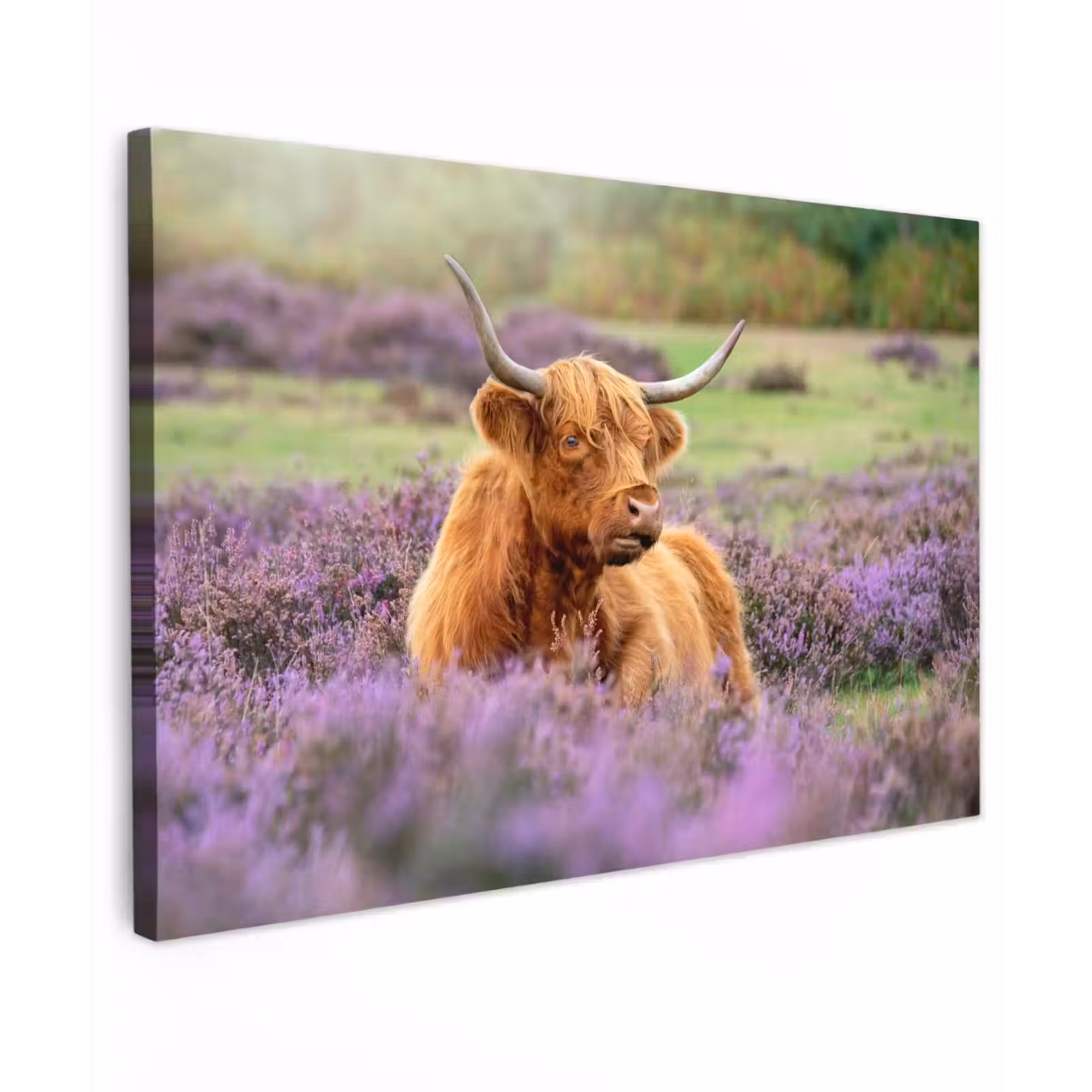 Buiten canvas - Hooglander in de Heide — 1