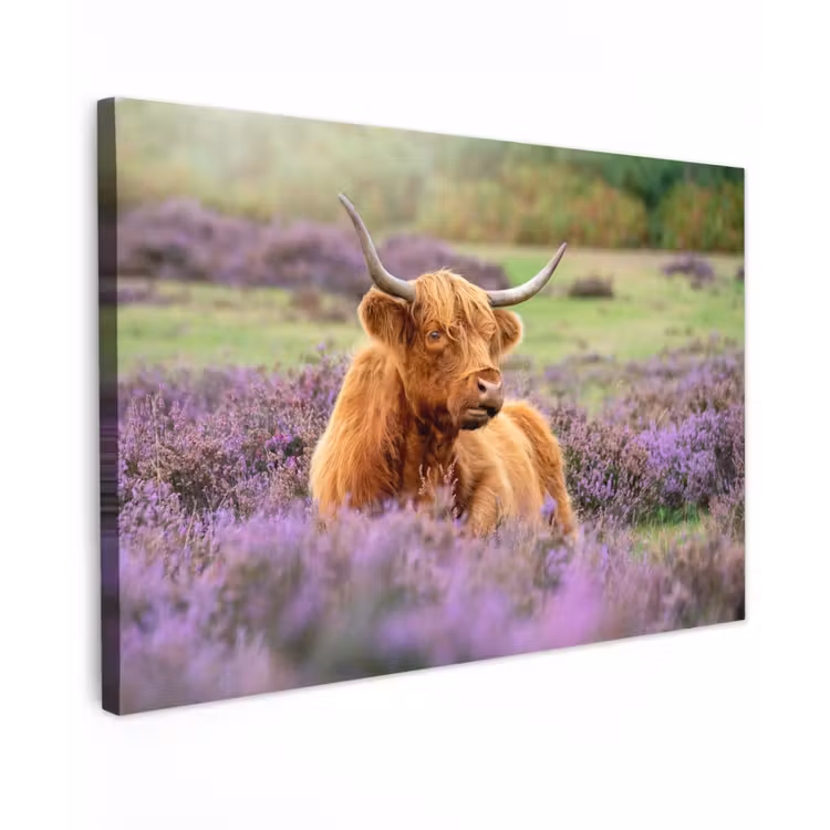 Buiten canvas - Hooglander in de Heide — 1