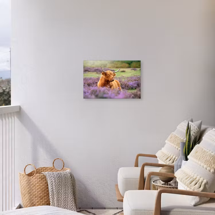Buiten canvas - Hooglander in de Heide — 4