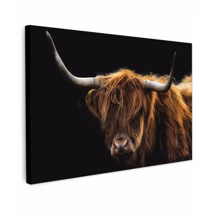 Buiten canvas - Hooglander tegen Zwarte Achtergrond — 1
