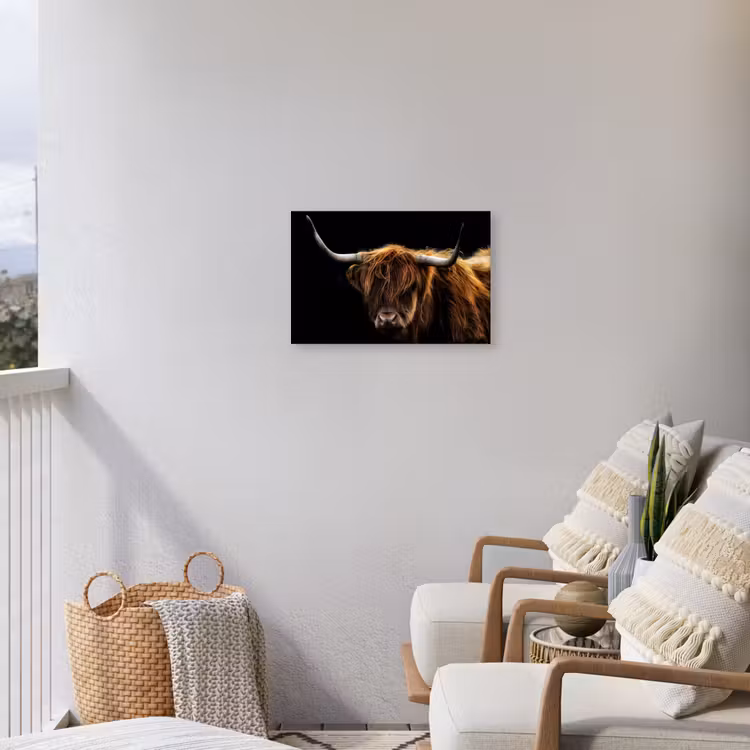 Buiten canvas - Hooglander tegen Zwarte Achtergrond — 4