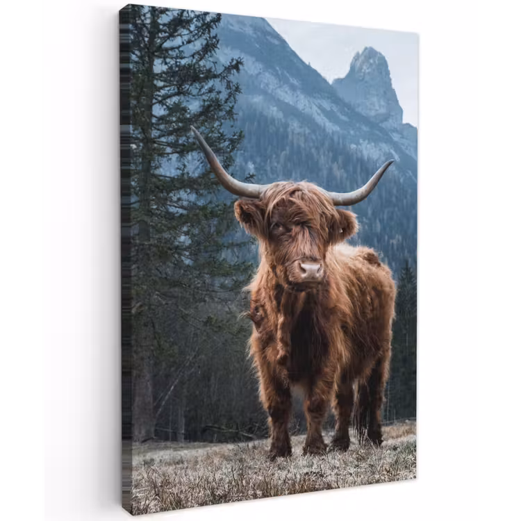Buiten canvas - Hooglander voor Bergen — 1