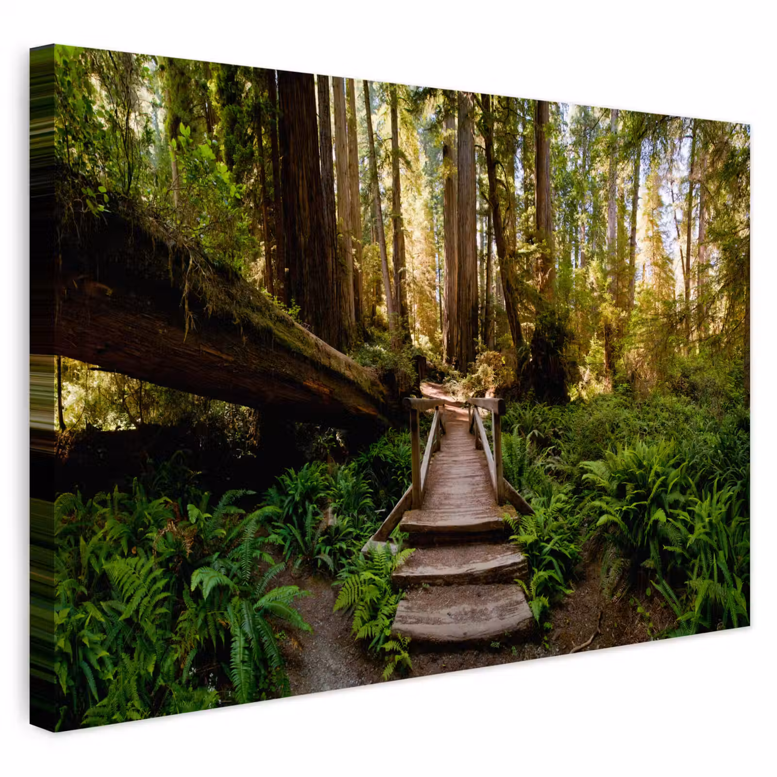 Buiten canvas - Jungle - Natuur - Trap - Bomen — 1