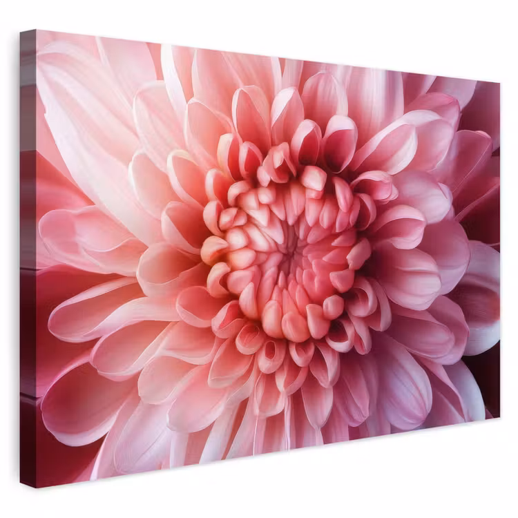 Buiten canvas - Dahlia - Bloem - Close up - Roze — 1