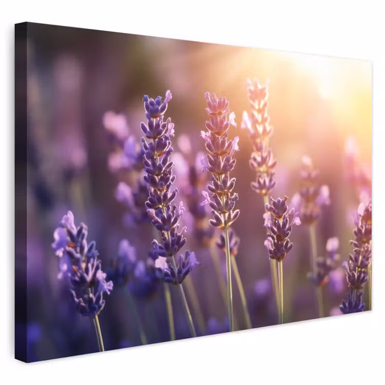 Buiten canvas - Lavendelbloemen - Paars - Zonlicht — 1