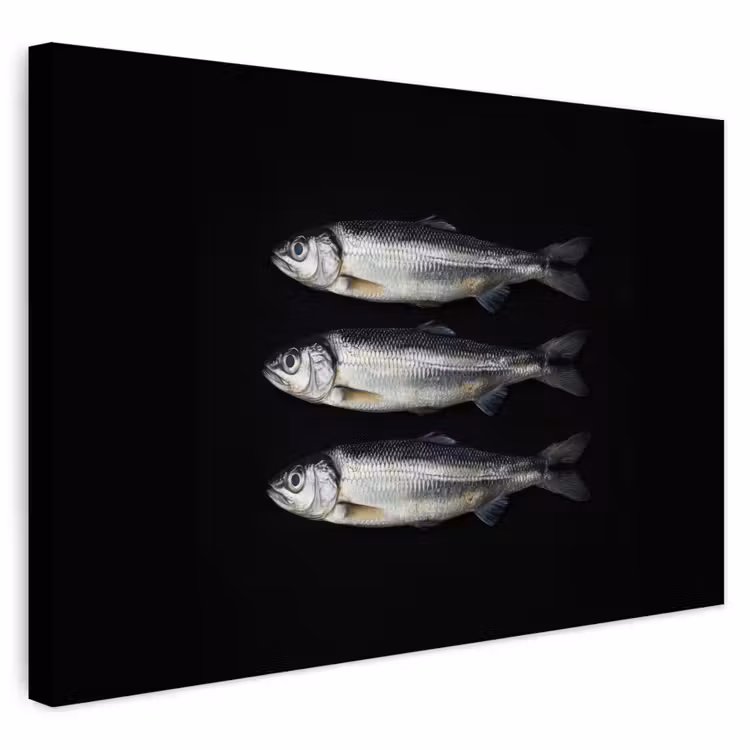 Buiten canvas - Haring - Vissen - Zwart — 1