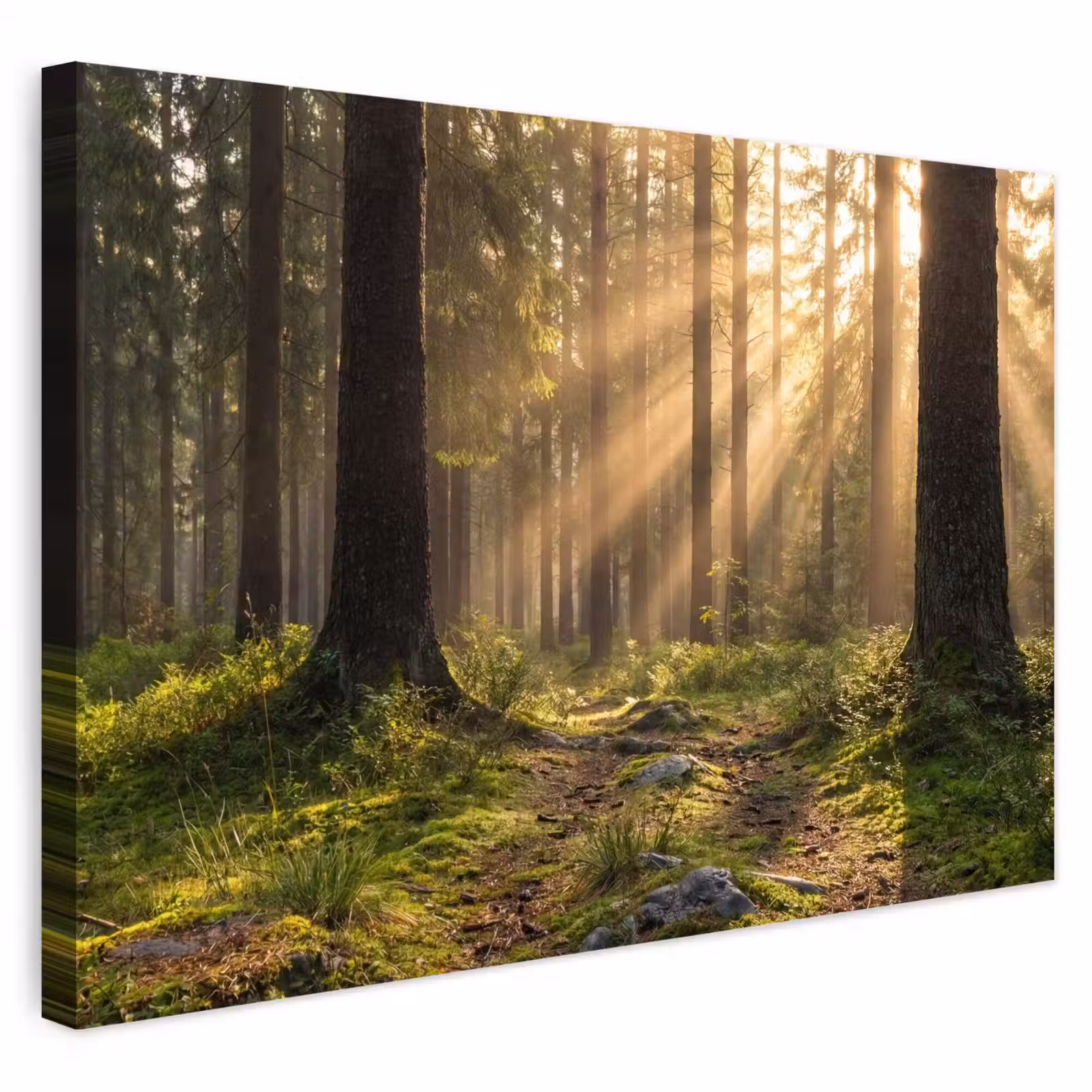 Buiten canvas - Bos - Zonlicht - Gras — 1