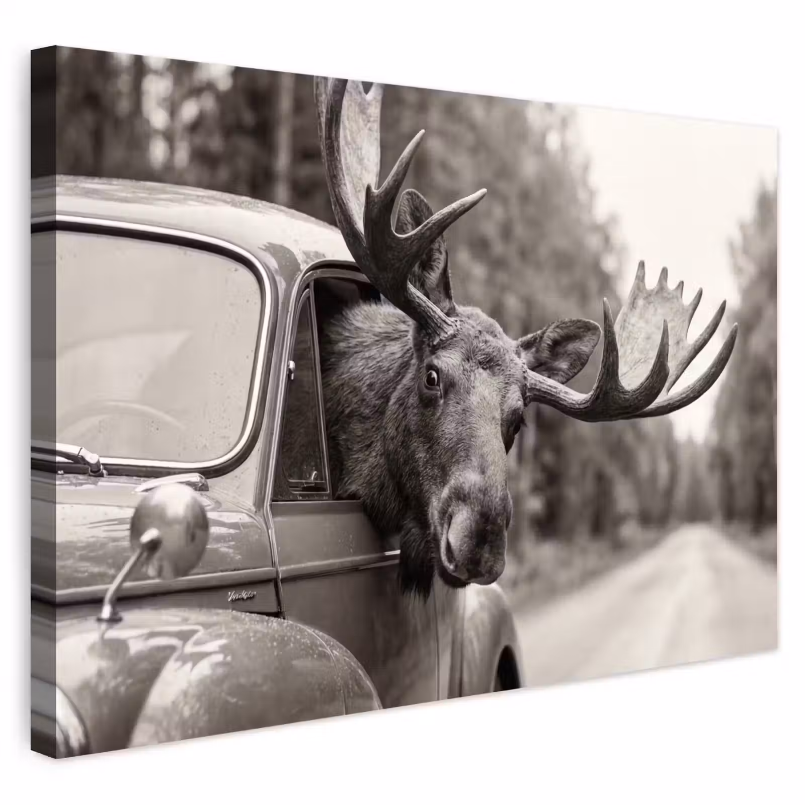 Buiten canvas - Eland - Auto - Gewei - Zwart - Wit — 1