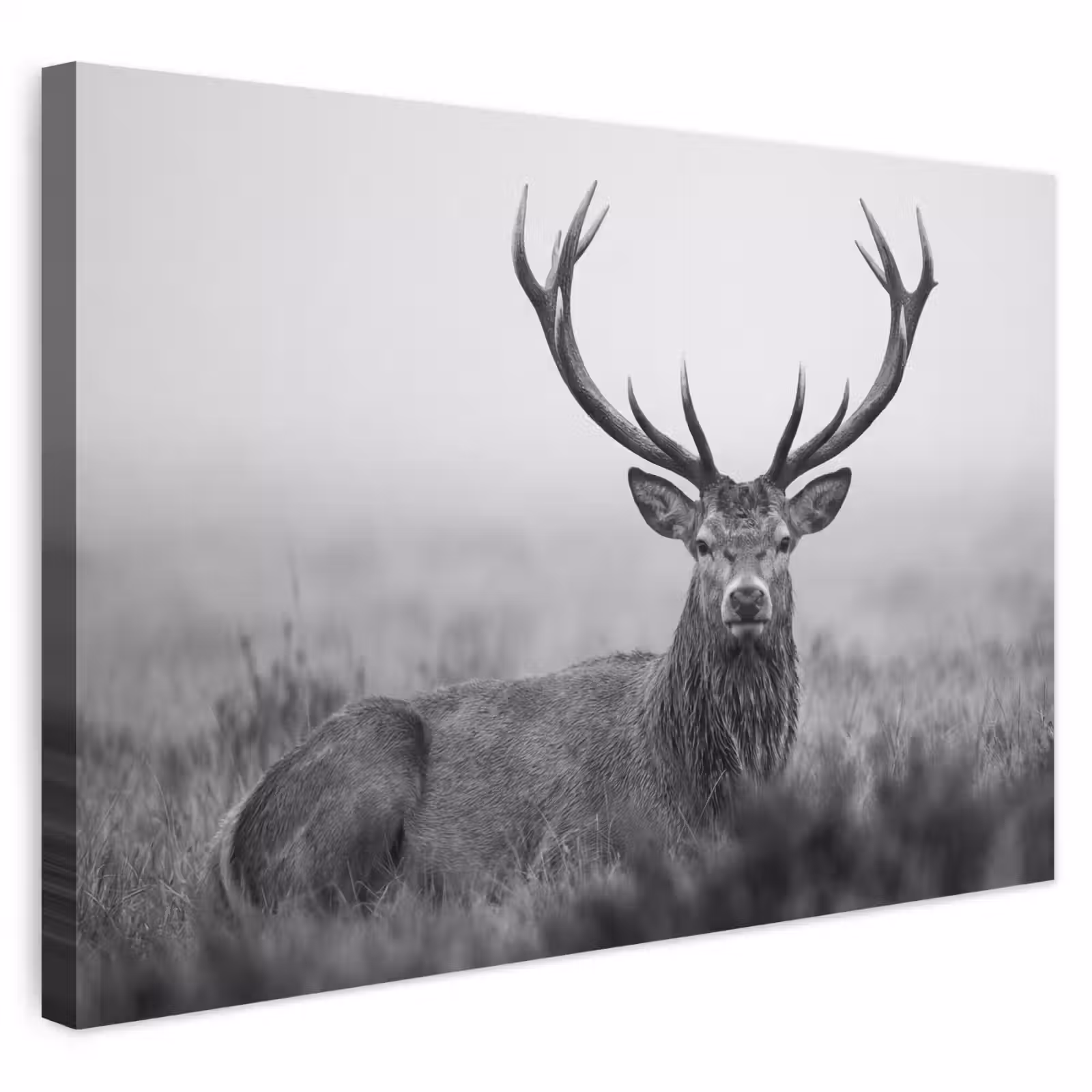 Buiten canvas - Hert - Mistig - Zwart - Wit — 1