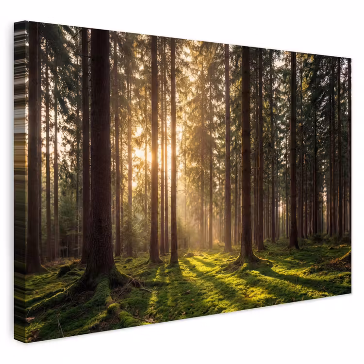 Buiten canvas - Bos - Gras - Zonlicht — 1