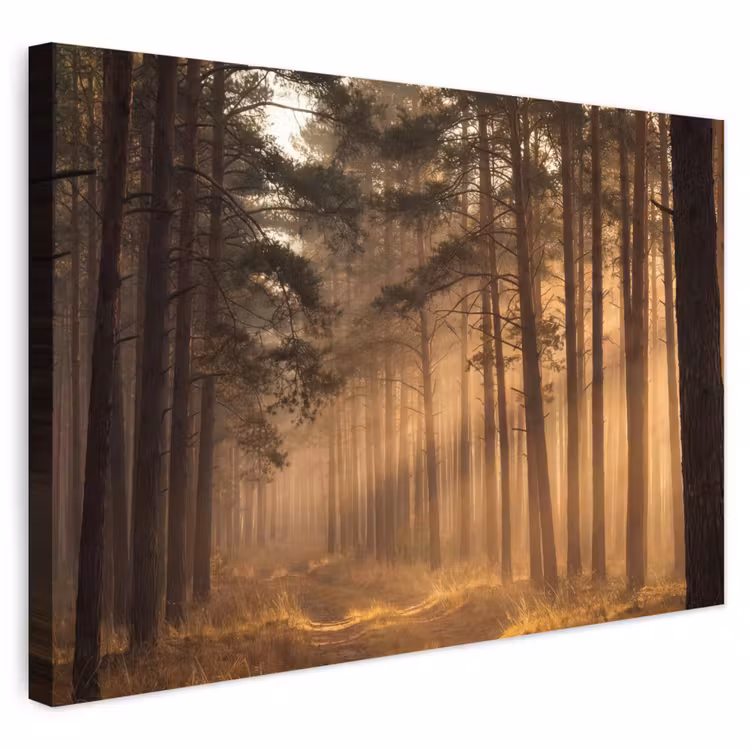 Buiten canvas - Bos - Mist - Zonlicht — 1
