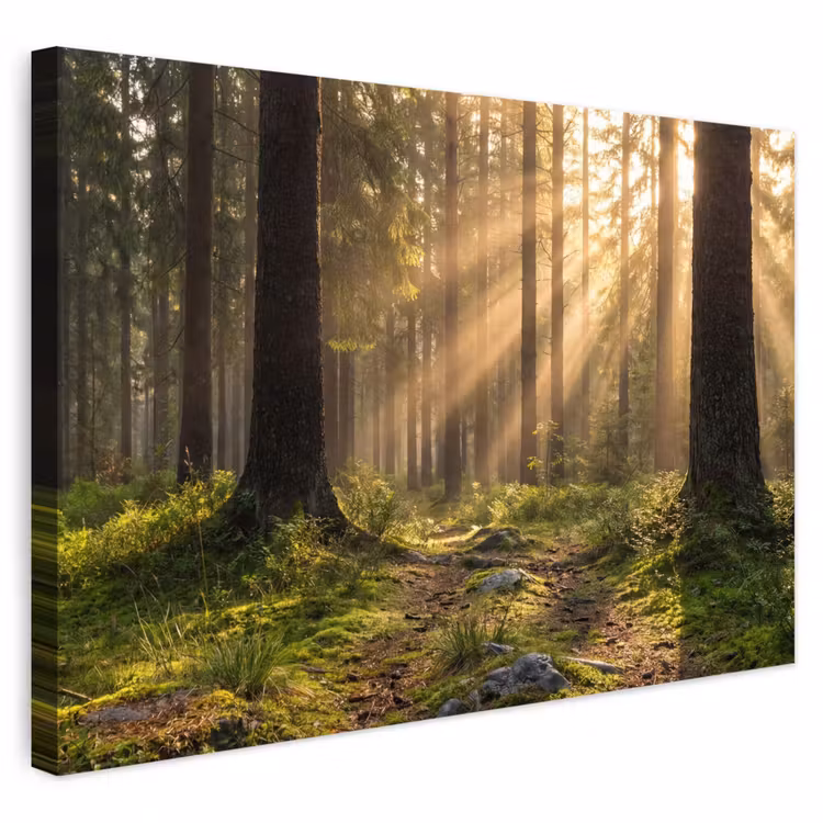 Buiten canvas - Bos - Zonlicht - Gras — 1