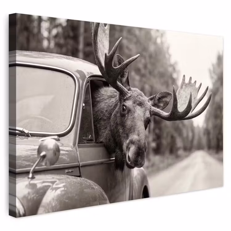 Buiten canvas - Eland - Auto - Gewei - Zwart - Wit — 1