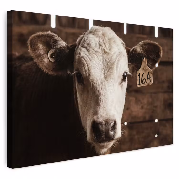 Buiten canvas - Kalf - Oormerk - Houten stal — 1