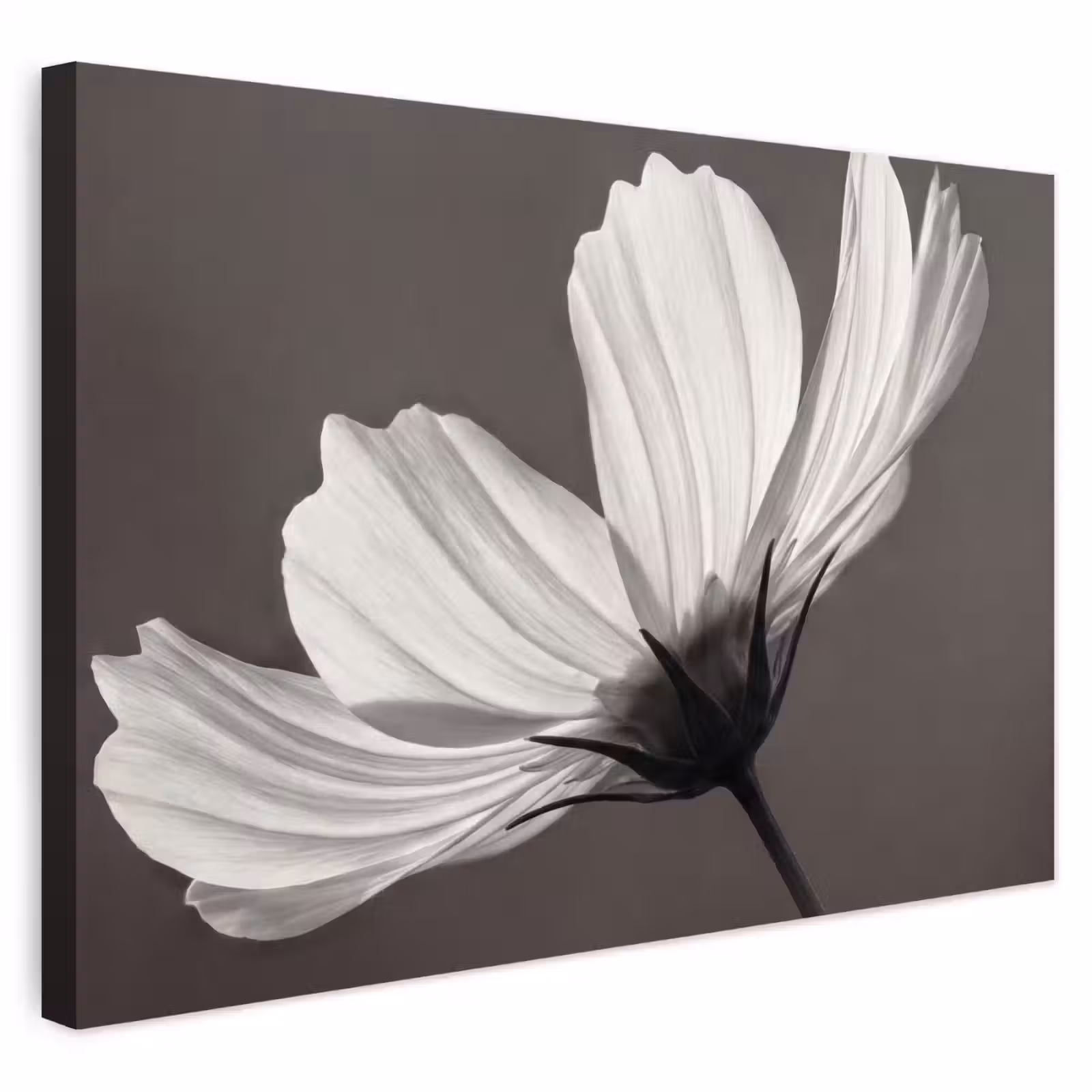 Buiten canvas - Bloem - Minimalistisch - Zwart - Wit — 1