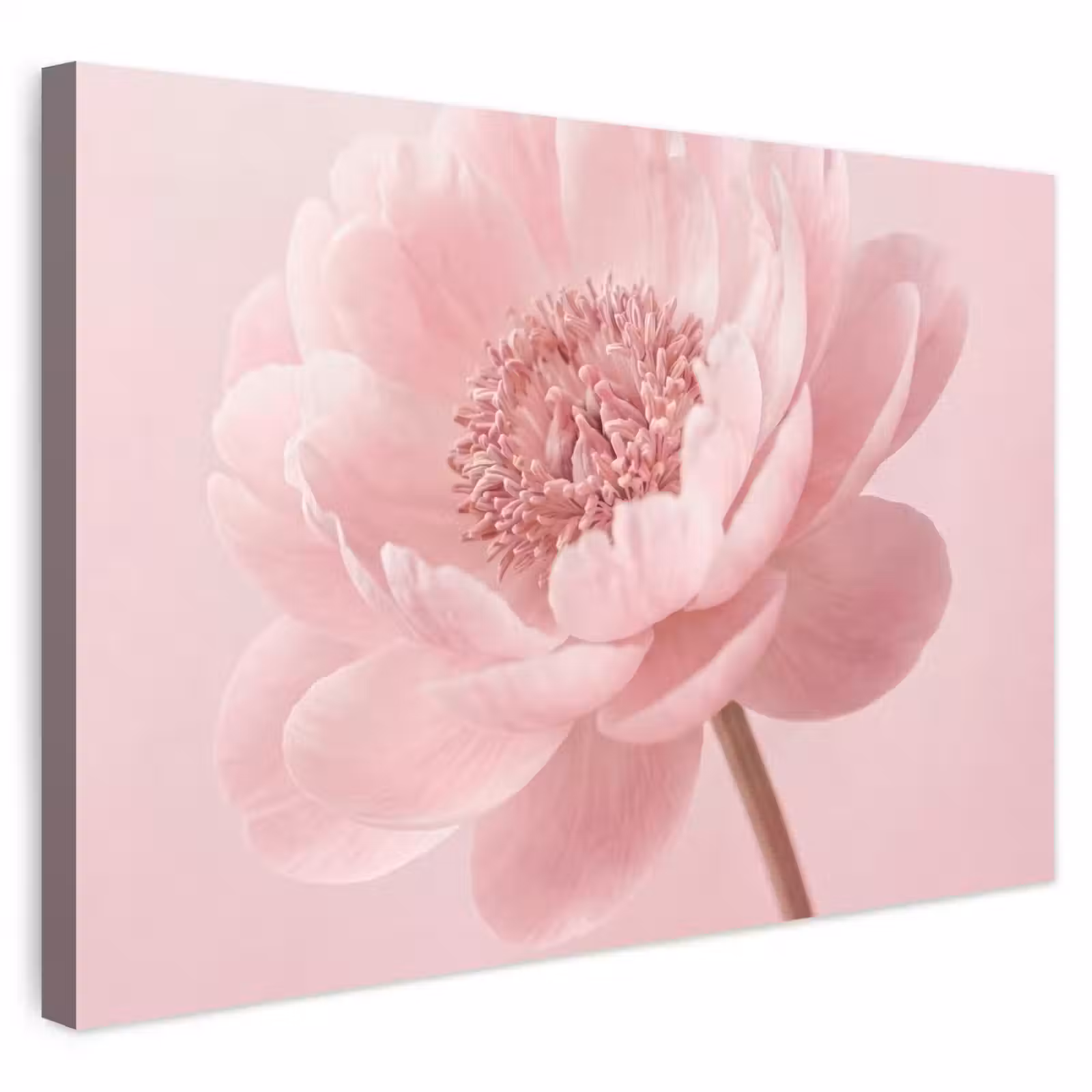 Buiten canvas - Bloem - Pioenroos - Roze — 1
