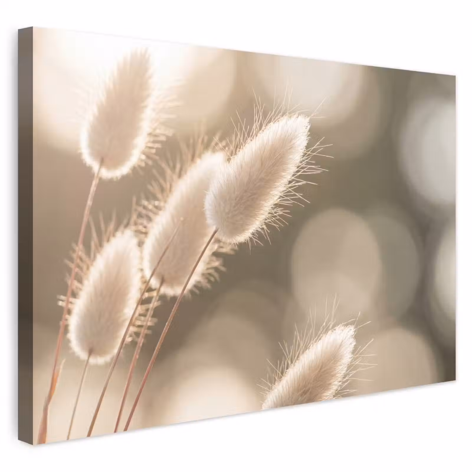 Buiten canvas - Hazestaartgras - Wit - Zonlicht — 1