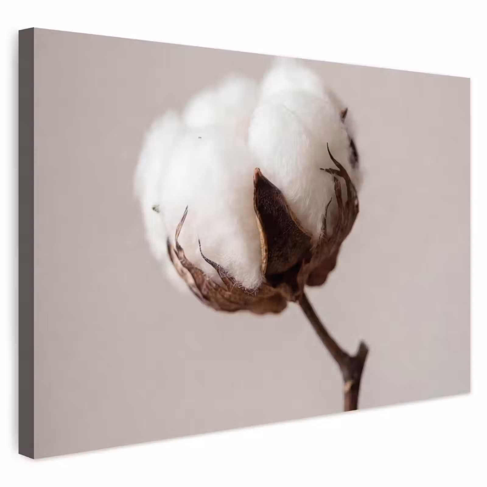 Buiten canvas - Katoenbol - Minimalistisch - Wit — 1