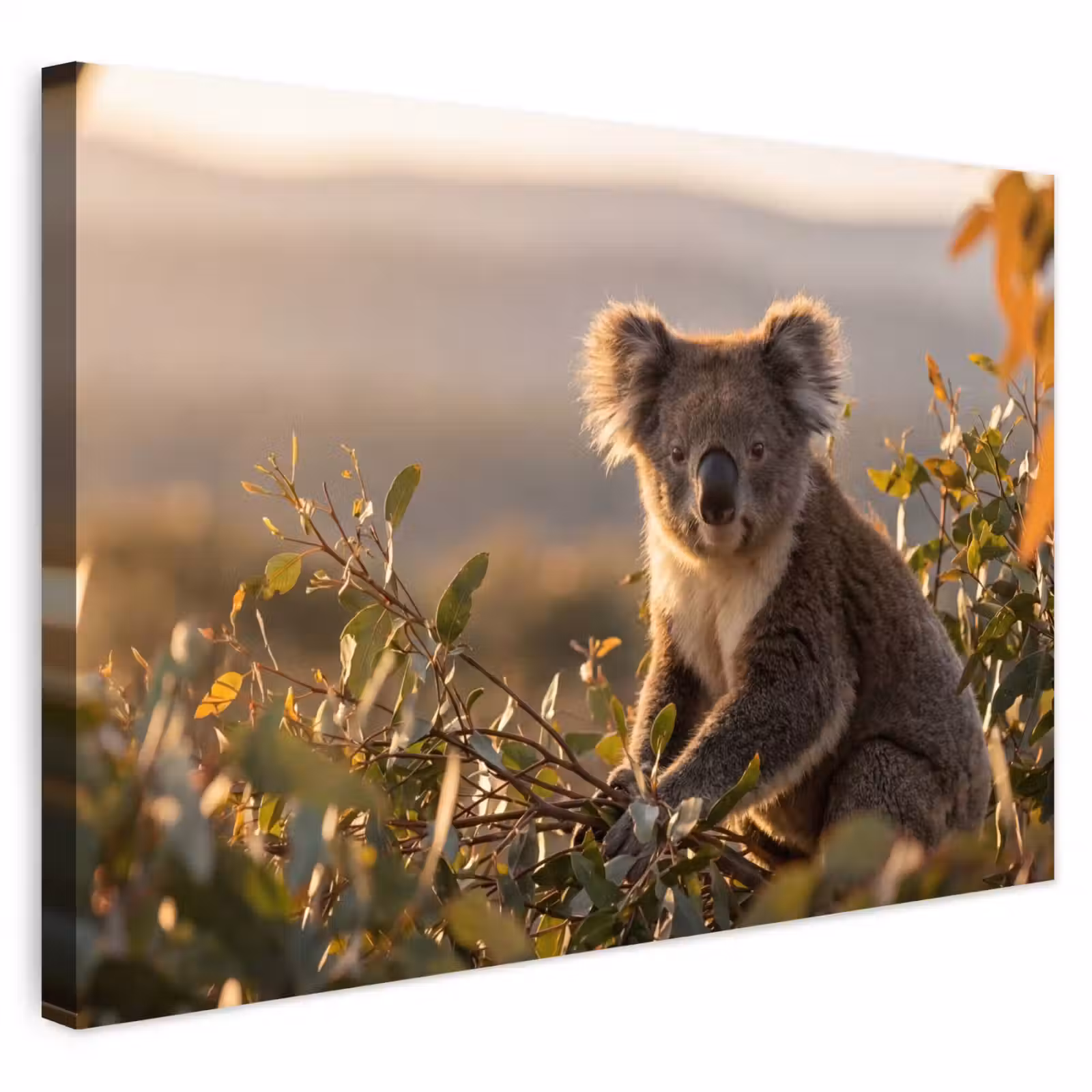 Buiten canvas - Koala - Bladeren - Ochtendlicht — 1