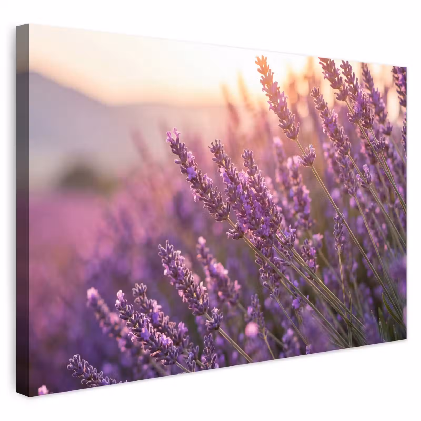 Buiten canvas - Lavendel - Paars - Zonlicht — 1