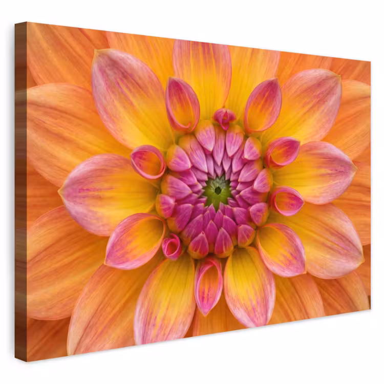 Buiten canvas - Dahlia - Bloem - Oranje — 1